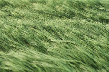 Green wheat field in a summer time. Agricultural landscape
