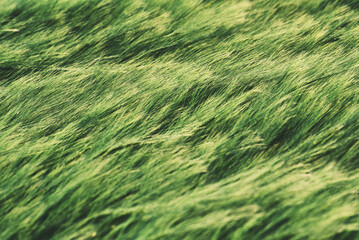 Green wheat field in a summer time. Agricultural landscape
