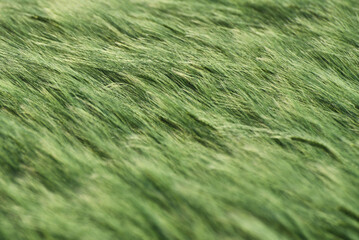 Green wheat field in a summer time. Agricultural landscape
