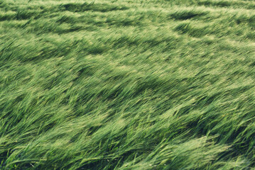 Green wheat field in a summer time. Agricultural landscape
