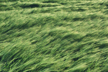 Green wheat field in a summer time. Agricultural landscape
