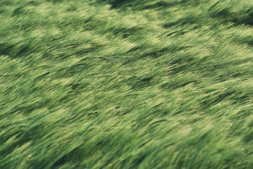 Green wheat field in a summer time. Agricultural landscape
