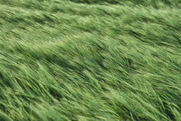 Green wheat field in a summer time. Agricultural landscape
