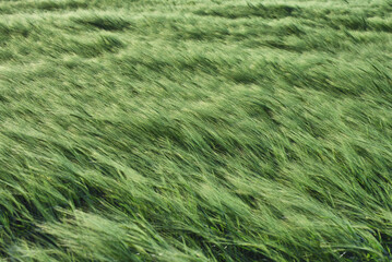 Green wheat field in a summer time. Agricultural landscape

