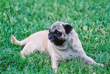 A pug in grass