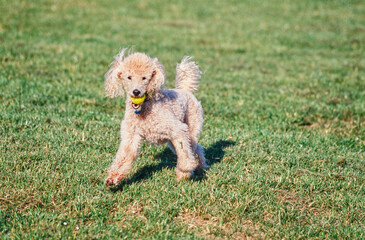 A standard poodle dog in grass