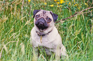 A pug in grass