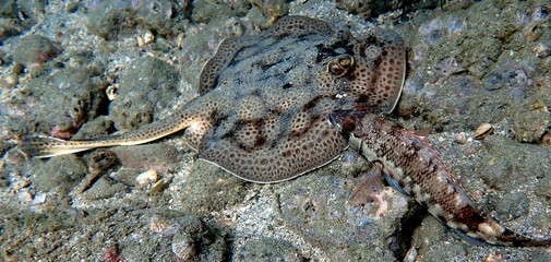 Costa Rica Pacific sea life