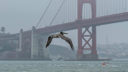 Pelican flying in view of the golden gate bridge 