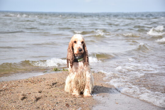 Doggy with a funny face seating on the beach with water and waves around.