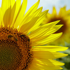 Naklejka premium sunflower close up