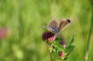 Bläuling, Weibchen, auf Klee. Die grüne Sommerwiese liegt im Bokeh. 