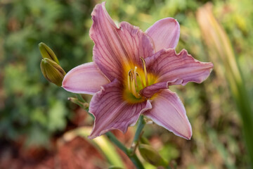 mauve lily