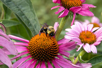 bee on a flower