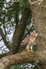 Red shouldered hawk sits in a tree looking for prey