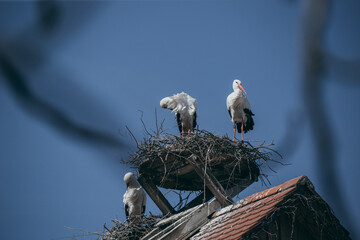 Nest Weißstorch 