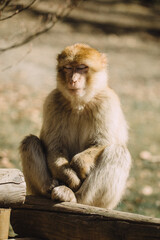 Obraz premium Affe geschlossene Augen