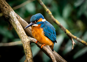 Fototapeta premium Kingfisher