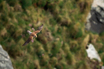 Kestrel on the Hunt