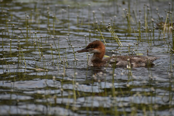 Parc Mauricie Lac Wapizagonke Chutes Waber 27 Juillet 2022