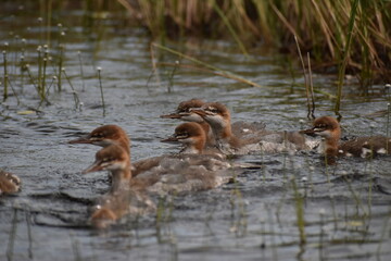 Parc Mauricie Lac Wapizagonke Chutes Waber 27 Juillet 2022