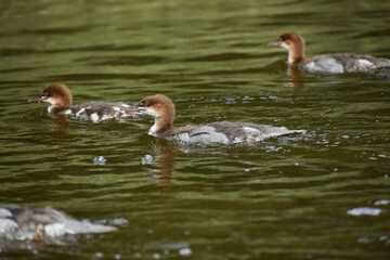 Parc Mauricie Lac Wapizagonke Chutes Waber 27 Juillet 2022