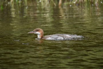 Parc Mauricie Lac Wapizagonke Chutes Waber 27 Juillet 2022