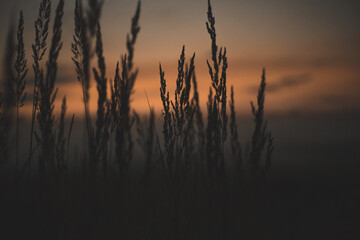 The silhouette of grass against the background of the evening sunset sky