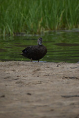 Parc Mauricie Lac Wapizagonke Chutes Waber 27 Juillet 2022