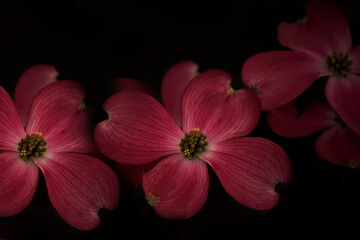 Beautiful large pink flowers on the tree on a black natural background. Spring flowering.
