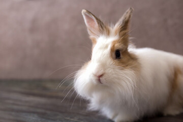 Fluffy white angora rabbit on brown background closeup