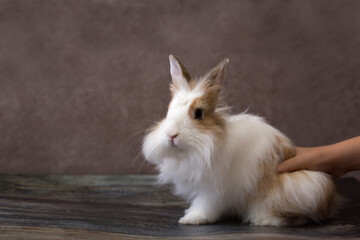 Child's hand holding fluffy white angora rabbit on brown background