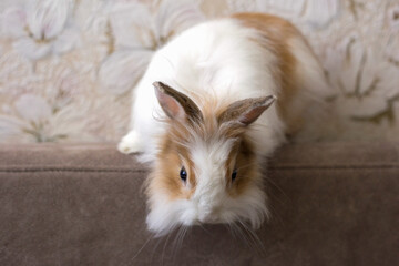 Obraz premium Fluffy white angora rabbit on white background closeup