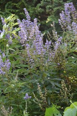 Chaste tree flowers.Lamiaceae deciduous shrub.Herbs. Lip-shaped pale purple florets bloom in spikes...