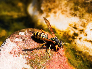 Wespe an der Wasserstelle