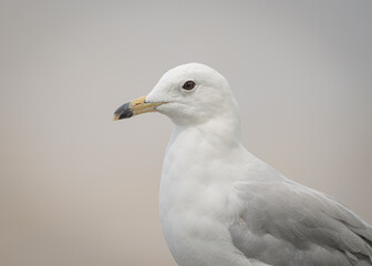 close up portrait of a ring-billed gull on a soft cloudy background