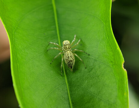Jumping Spider, Phintella versicolor on a green leaf.