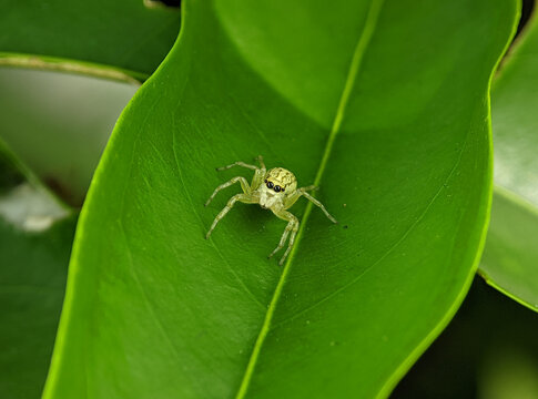 Jumping Spider, Phintella versicolor on a green leaf.
