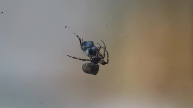 A spider and his victim with a web wrapped around it. Spider and its prey on a spider web close-up.