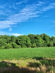 Obraz premium Field and Blue Sky 3