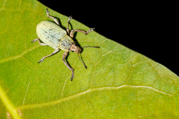 Golden-headed Weevil - Compsus auricephalus