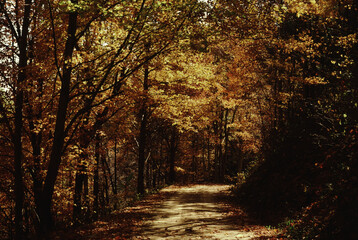 Scenic Back Road, Autumn Trees, North Carolina