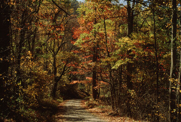 Fototapeta na wymiar Scenic Back Road, Autumn Trees, North Carolina