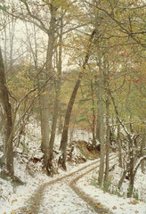 Scenic Back Road, Winter Snowy Trees, North Carolina