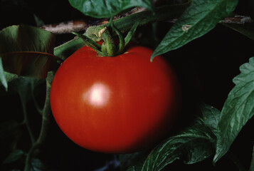 Tomato (Solanum Lycopersicum) Sun Master Variety