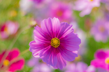 Obraz premium 秋をアップ