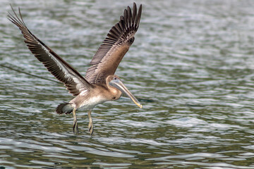 pelican hunting in Soufriere Bay at Scott's Head, Dominica