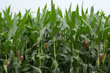Small sweet corn is being produced and ready to be harvested for global market. It is a vegetable...