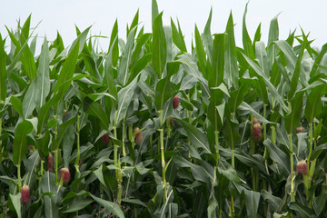 Small sweet corn is being produced and ready to be harvested for global market. It is a vegetable that is high in vitamins and is popular with consumers around the world. Made in Thailand for export