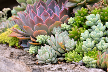 The close-up of succulent plants